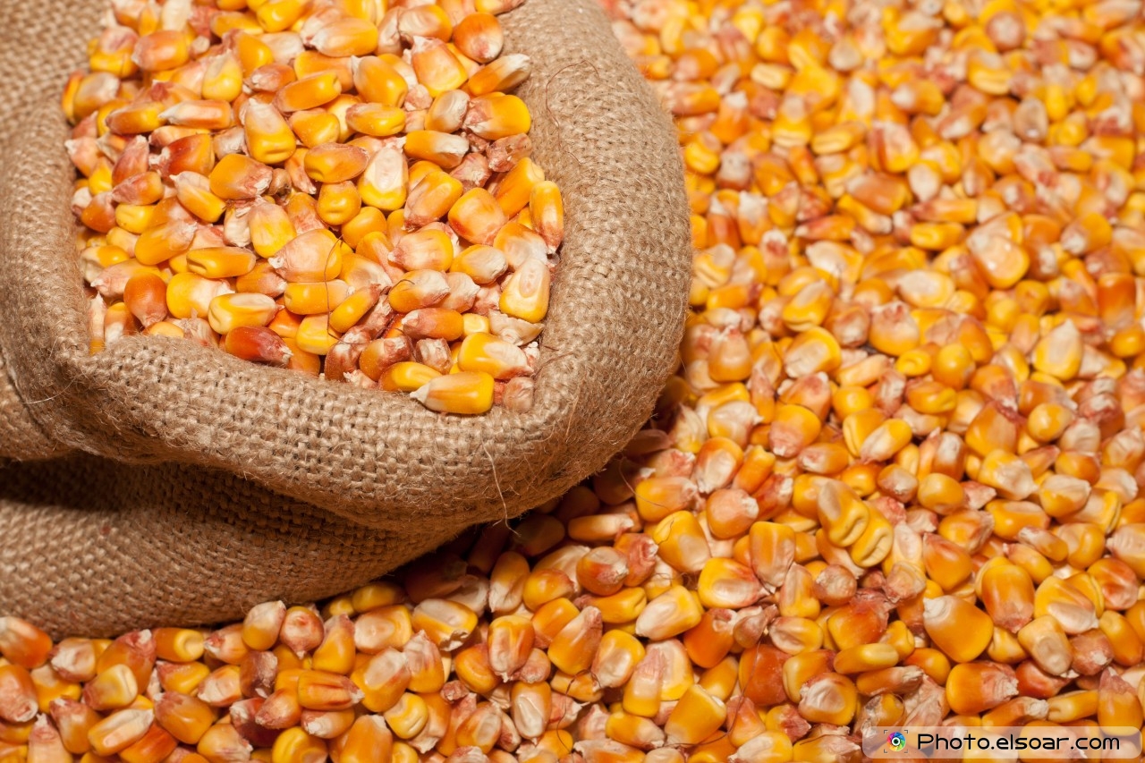 Grains-Of-Corn-Close-Up