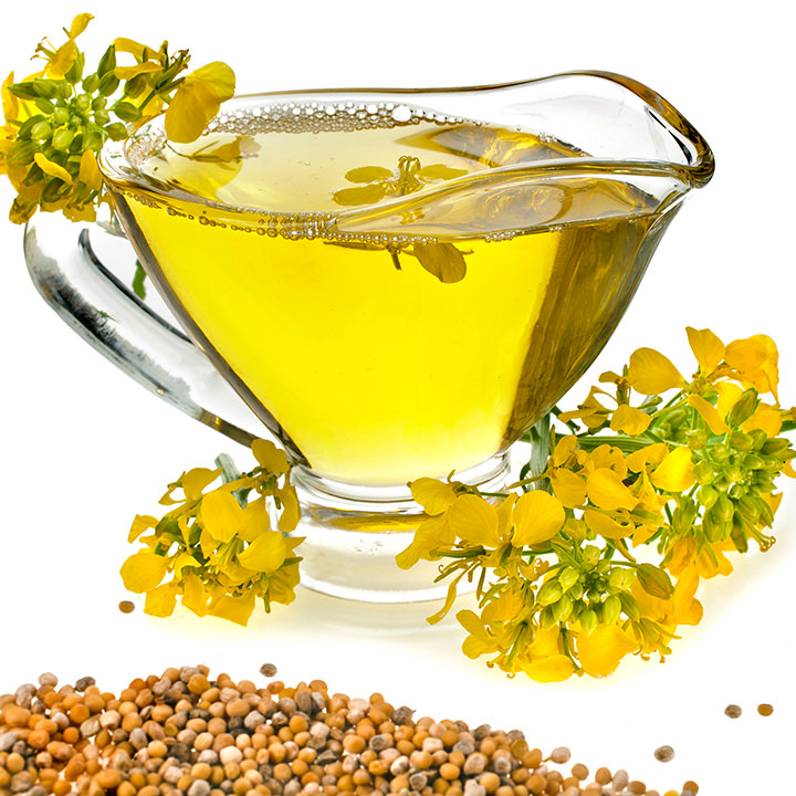 canola seed and oil